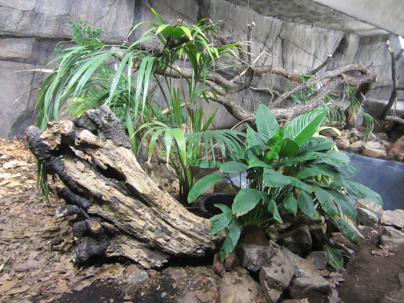 Burgers' Rimba - Reticulated python enclosure