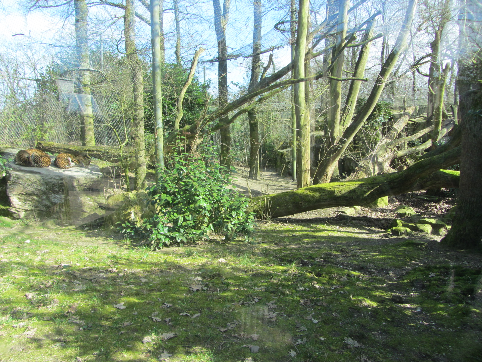 Burgers' Rimba - Sri Lankan leopard enclosure