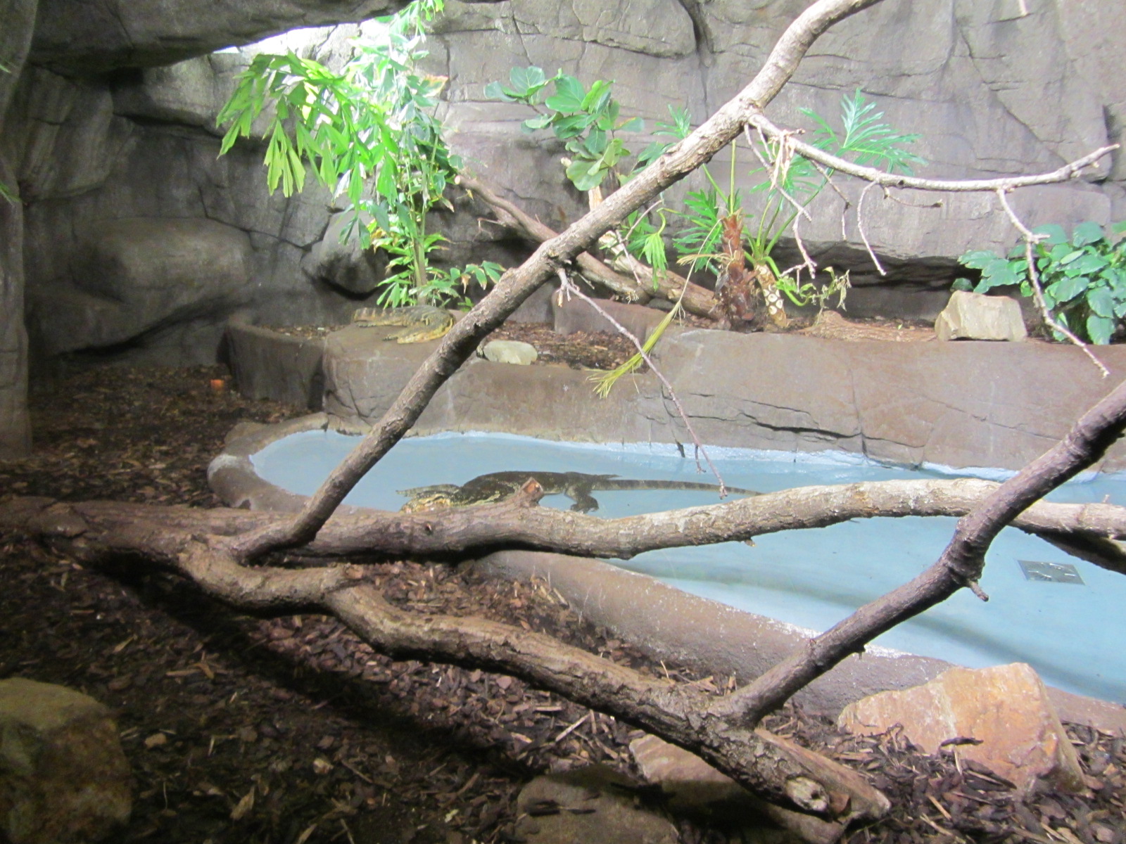 Burgers' Rimba - Water monitor enclosure