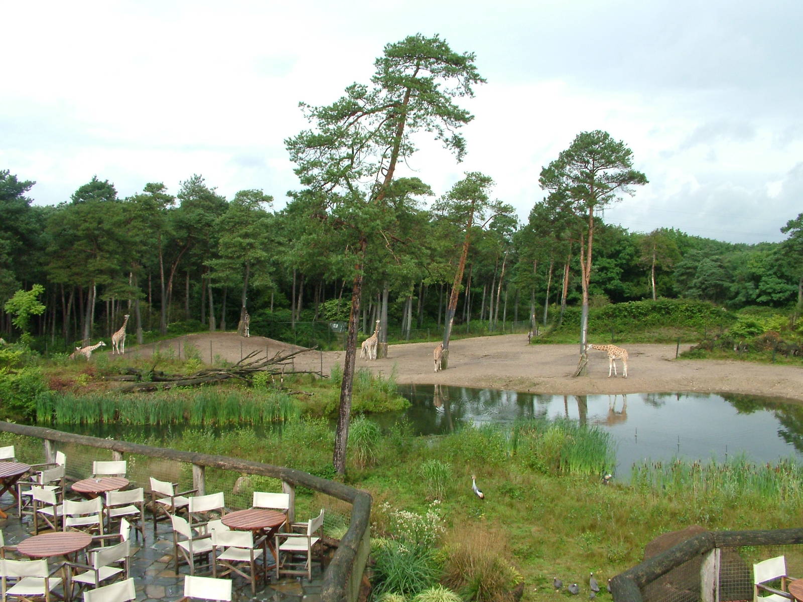 Burgers Safari at Burgers Zoo Arnhem, 29/08/10