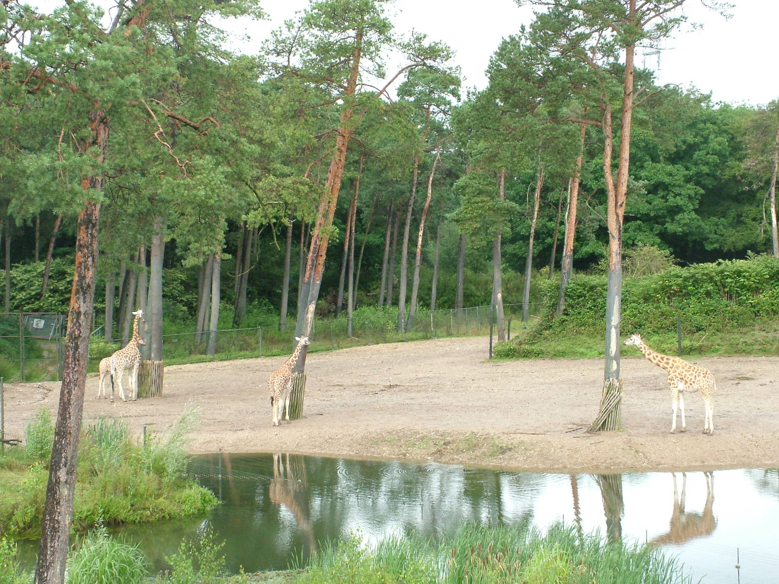Burgers Safari at Burgers Zoo Arnhem, 29/08/10