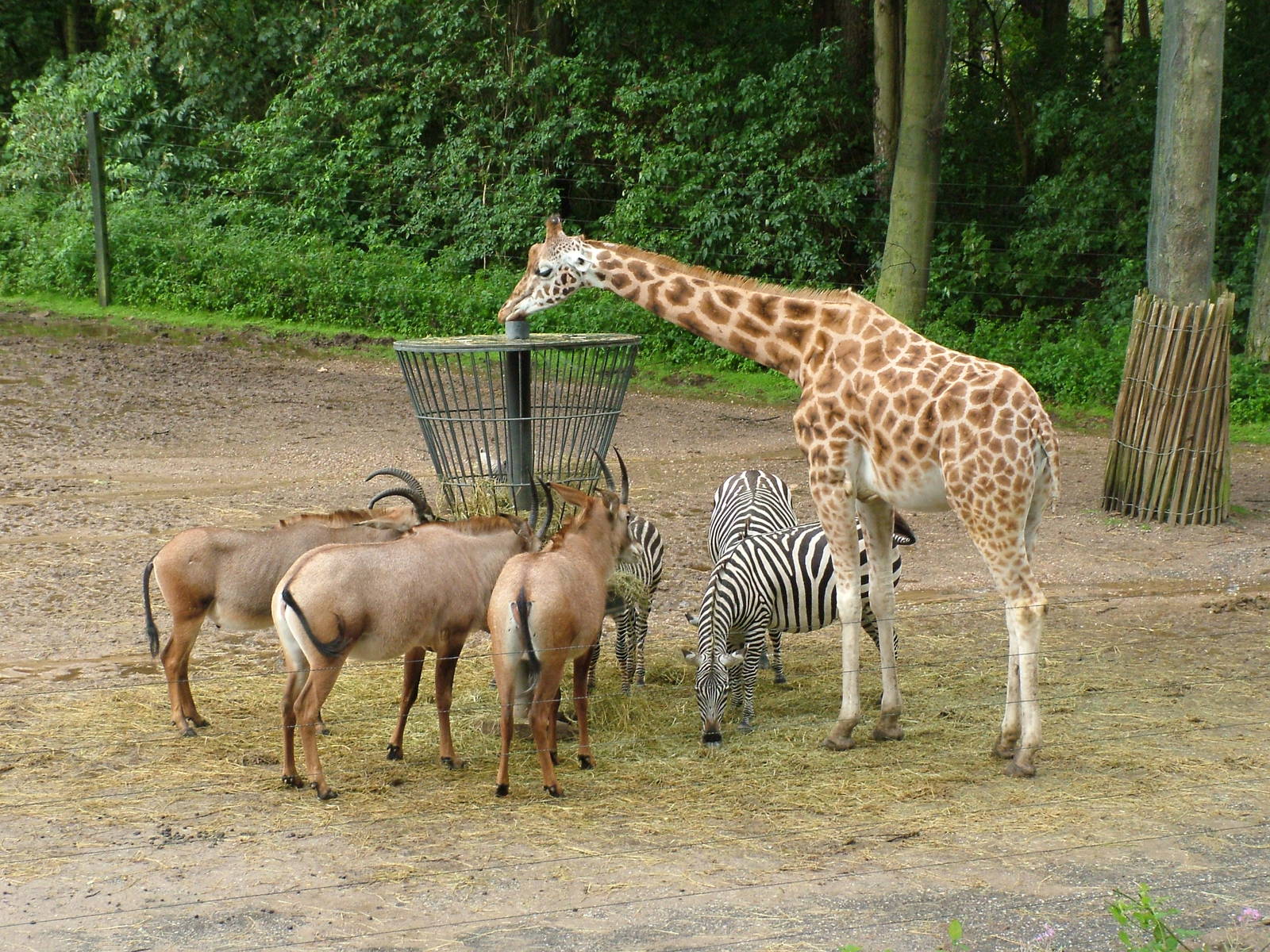 Burgers Safari at Burgers Zoo Arnhem, 29/08/10
