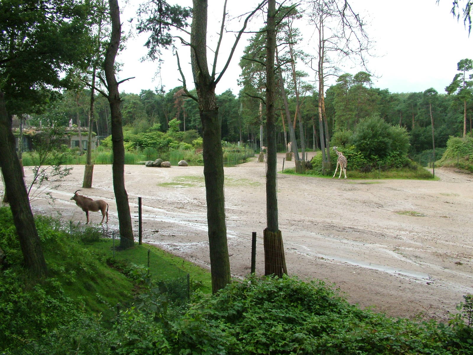 Burgers Safari at Burgers Zoo Arnhem, 29/08/10