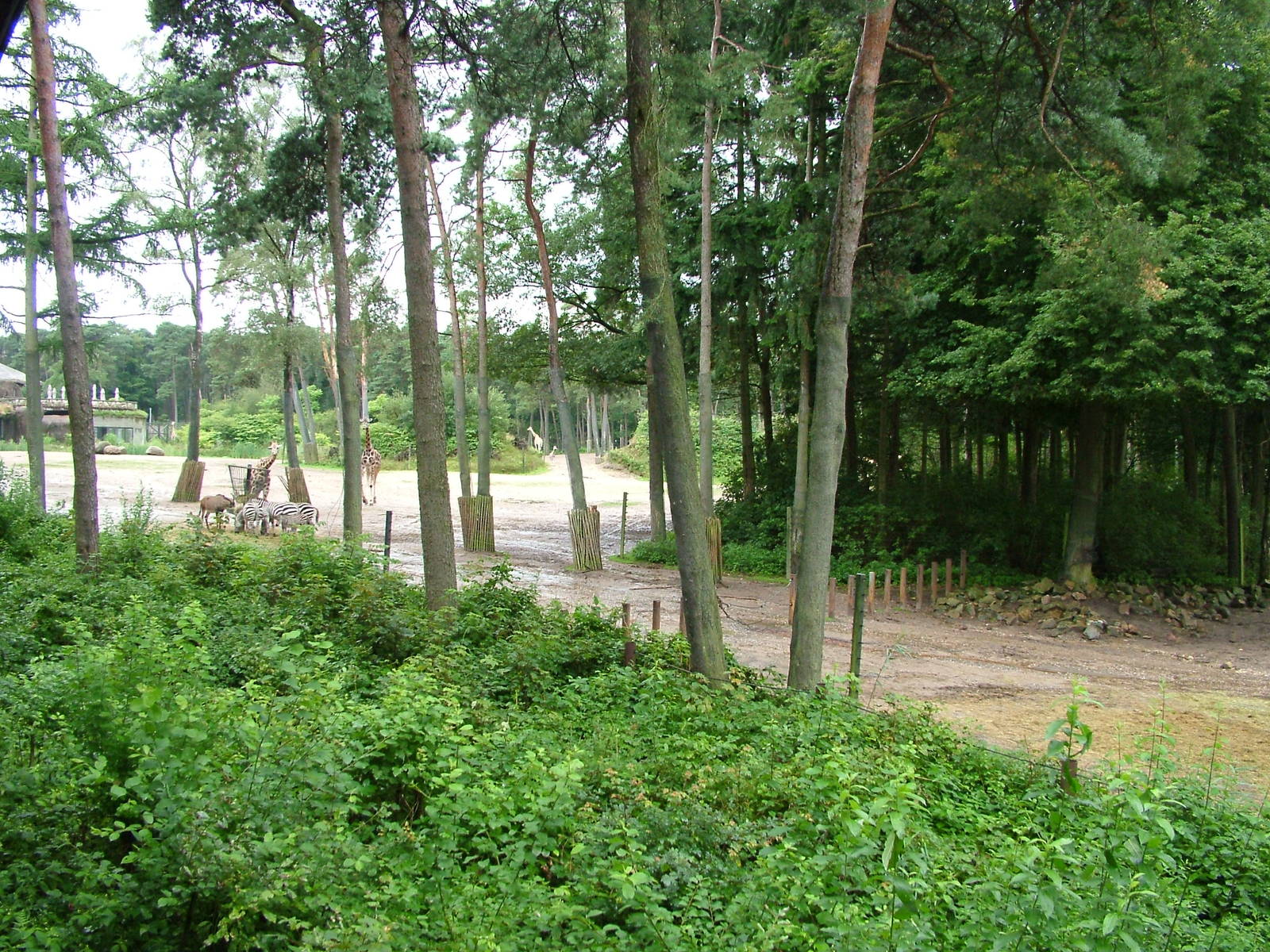 Burgers Safari at Burgers Zoo Arnhem, 29/08/10