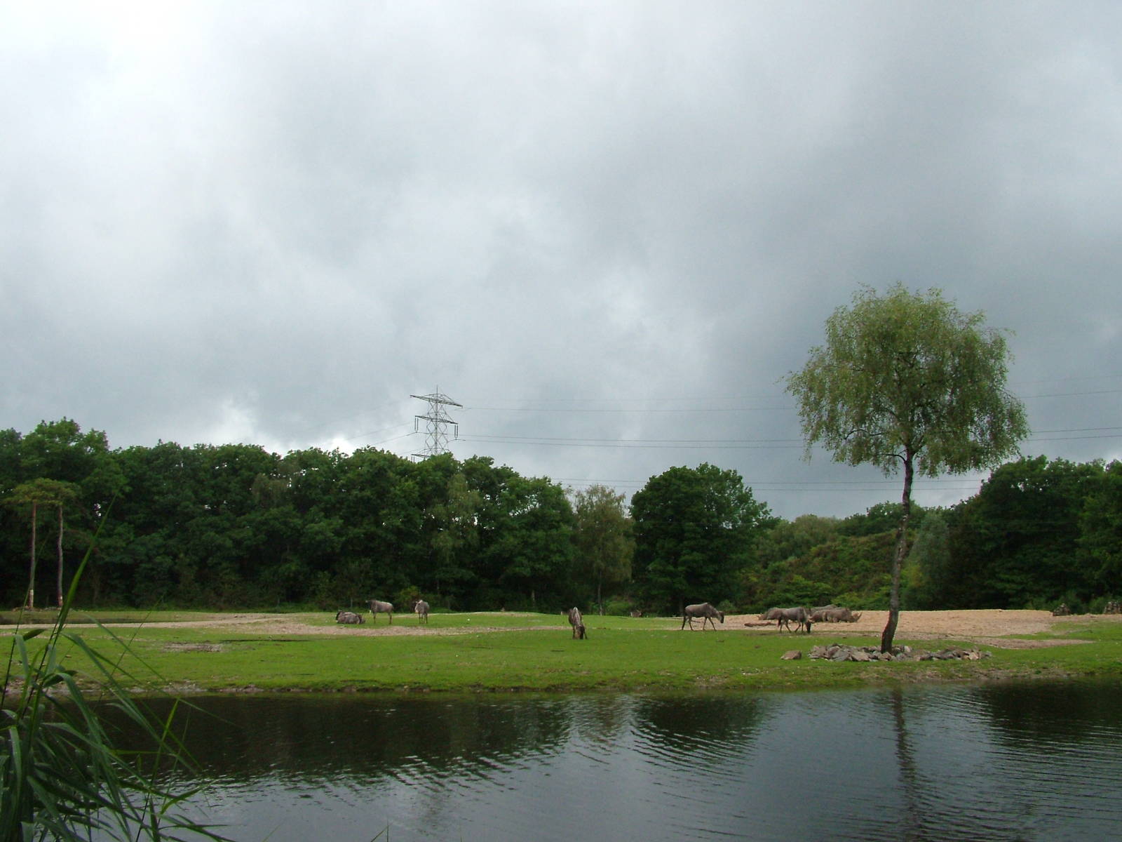 Burgers Safari at Burgers Zoo Arnhem, 29/08/10