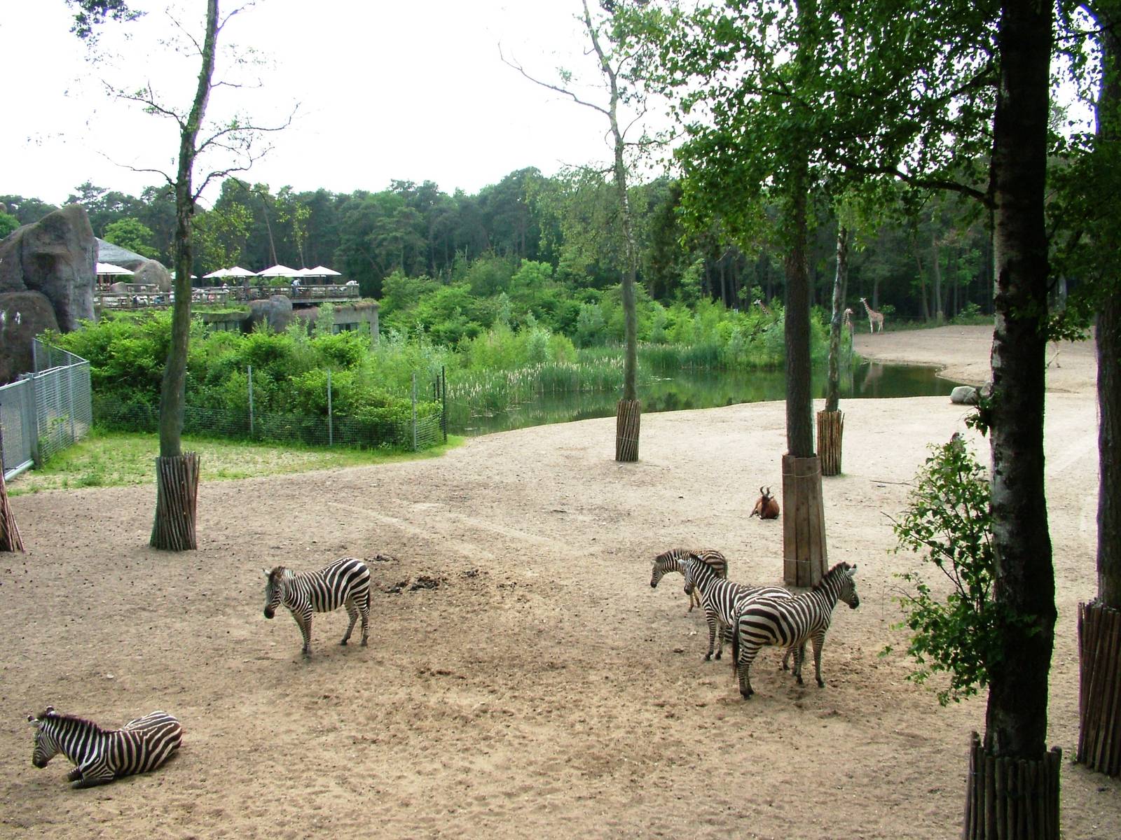 Burgers Safari at Burgers Zoo Arnhem, 30/05/12