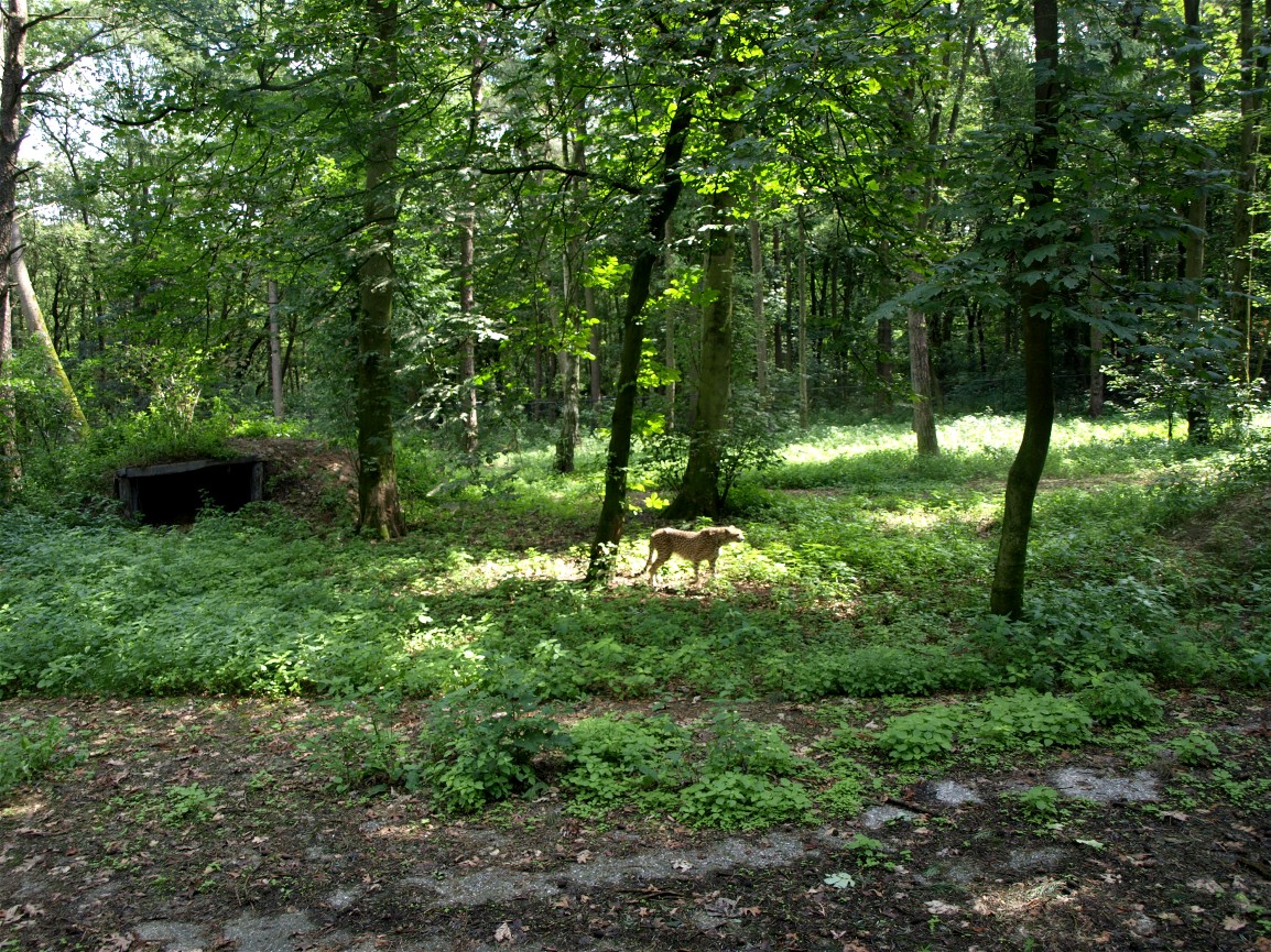 Burgers Safari - Cheetah enclosure