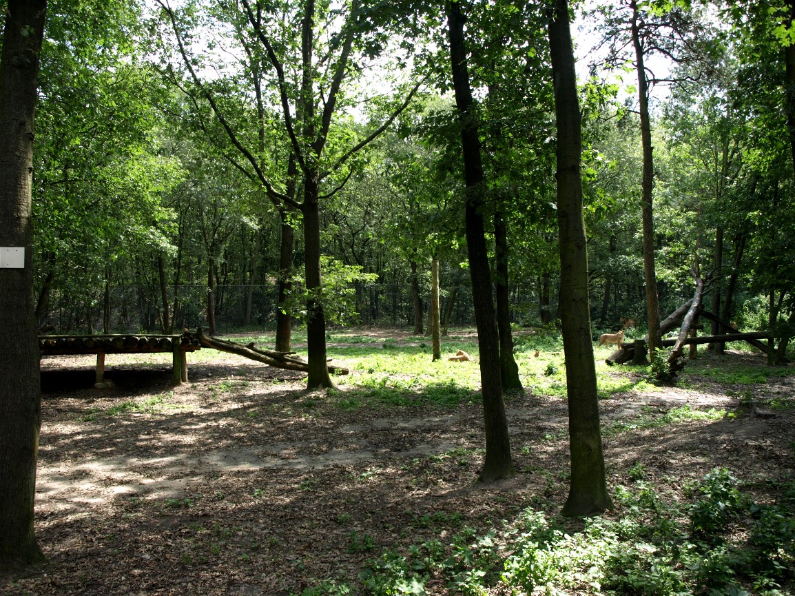 Burgers Safari - Lion enclosure