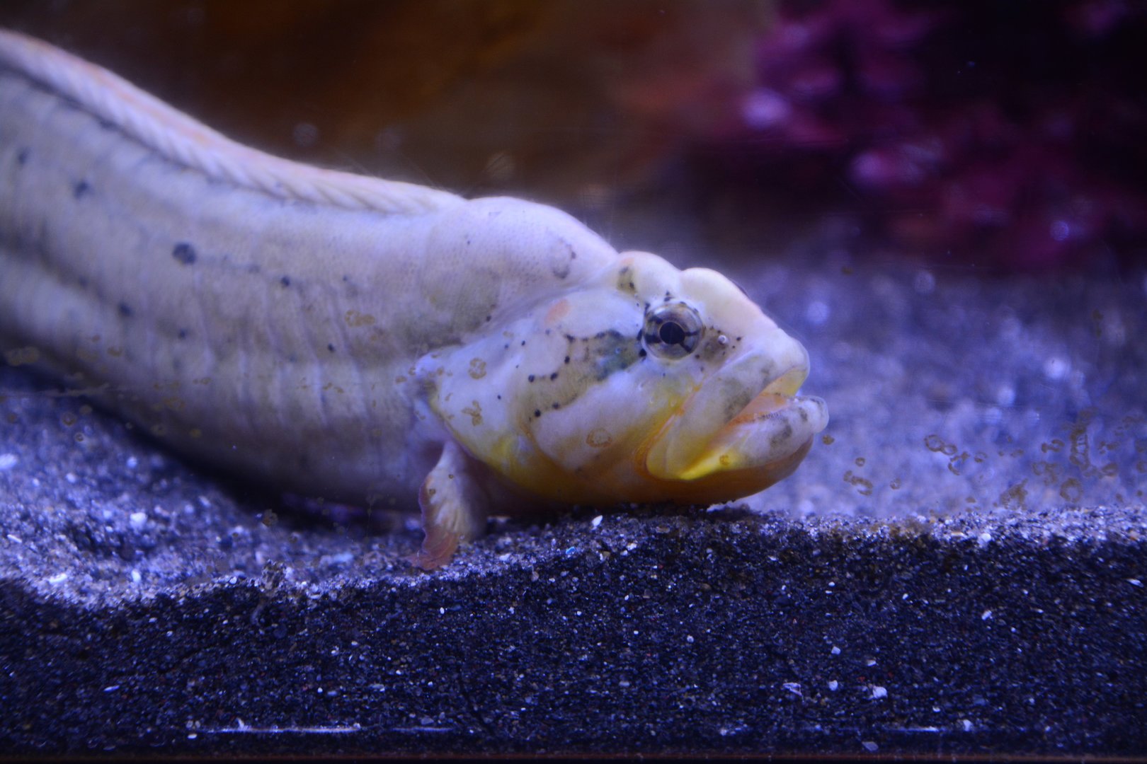 Burger's shanny (Dictyosoma burgeri)