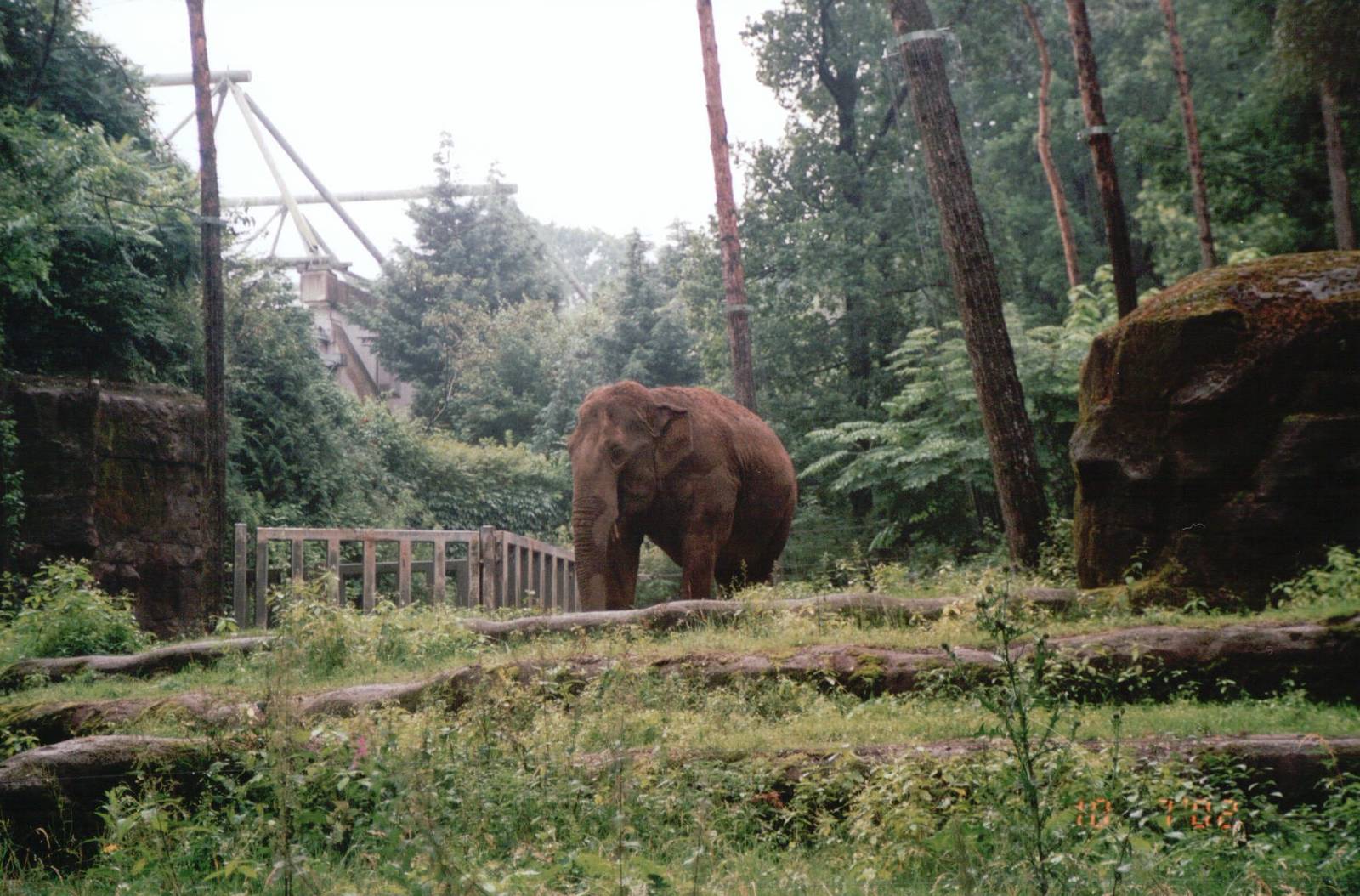 Burgers Zoo 2002 - Asiatic Elephant
