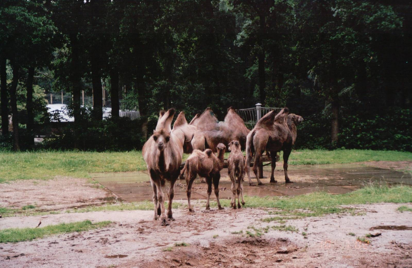 Burgers Zoo 2002 - Bactrian Camels