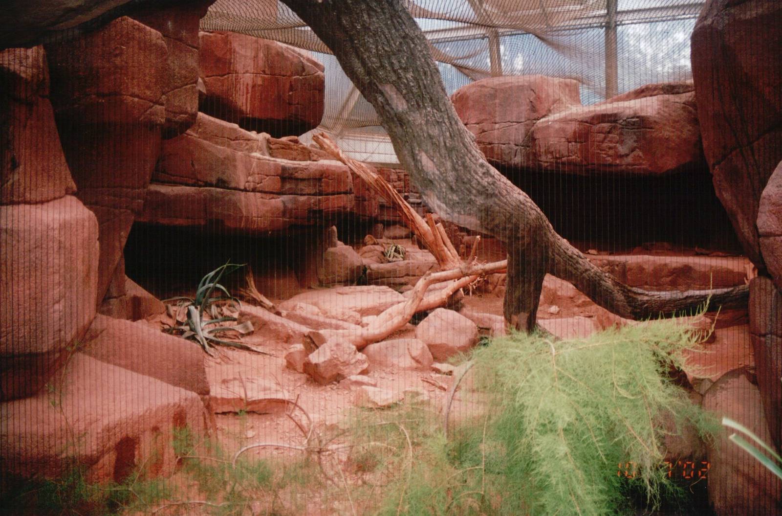 Burgers Zoo 2002 - Bobcat exhibit in Burgers Desert?