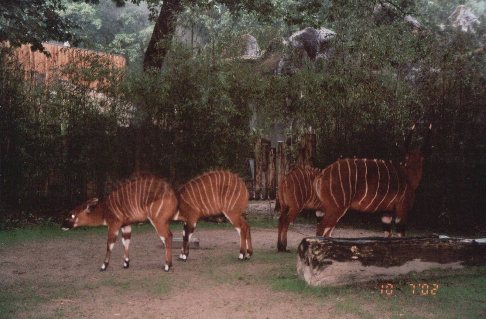 Burgers Zoo 2002 - Bongo