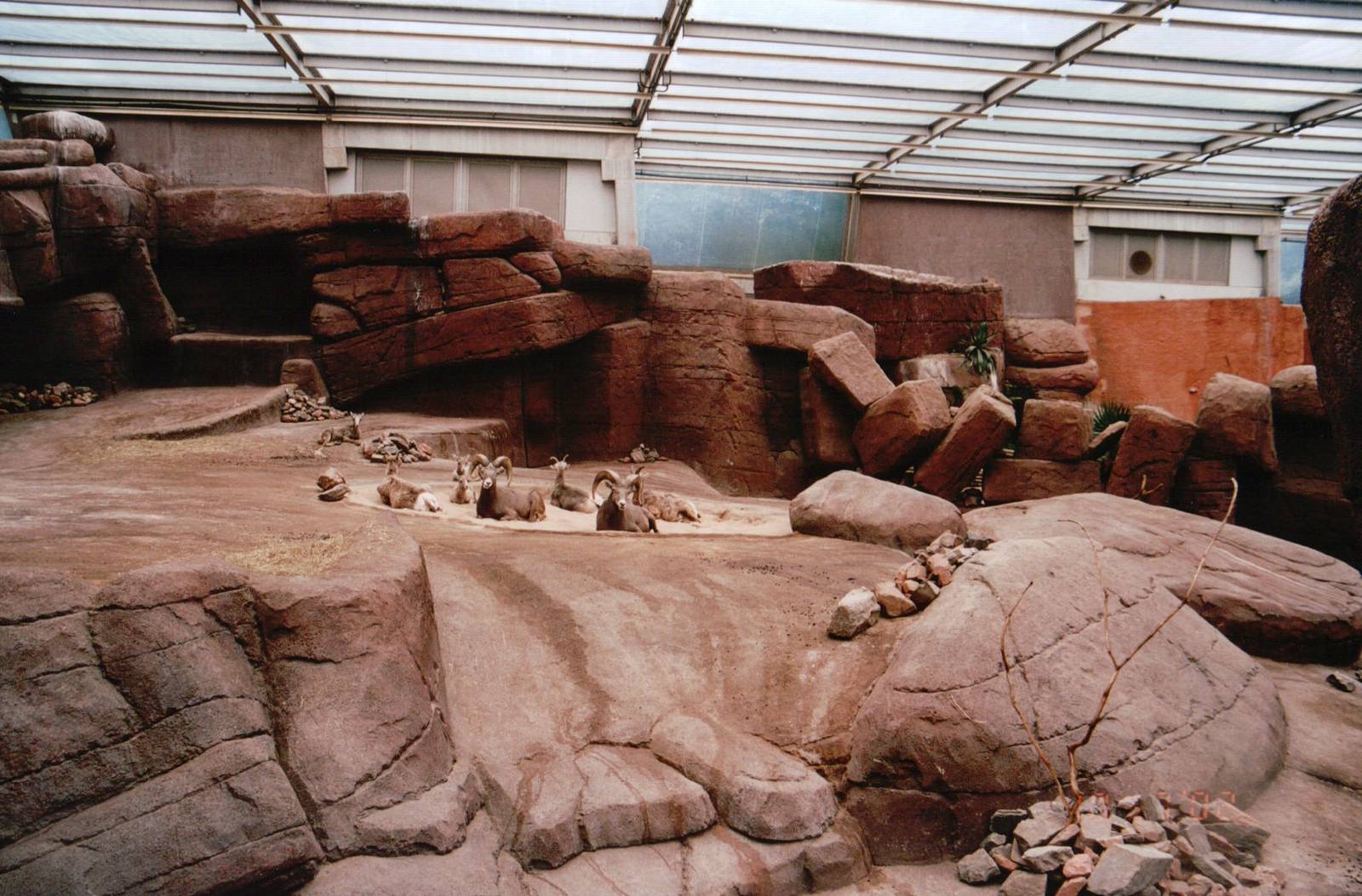 Burgers Zoo 2002 - California Bighorn Sheep exhibit in Burgers Desert