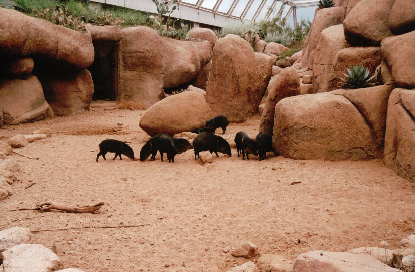 Burgers Zoo 2002 - Collared Peccary exhibit in Burgers Desert
