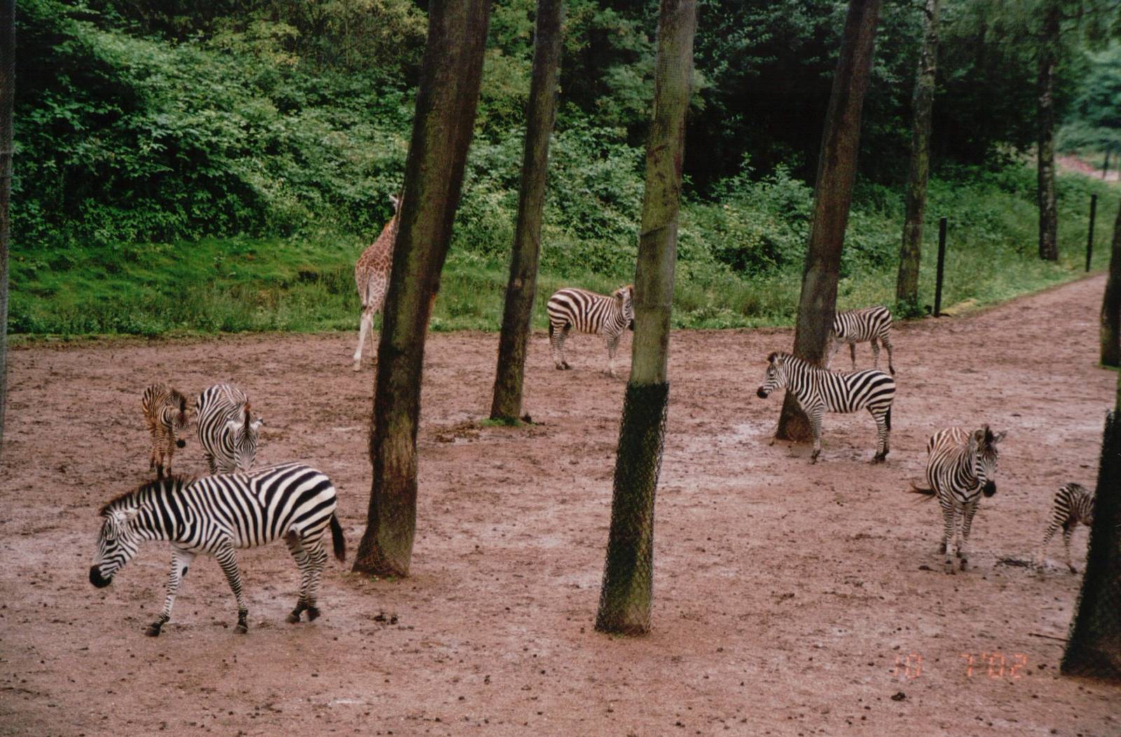 Burgers Zoo 2002 - Common Zebra and Rothschilds Giraffe