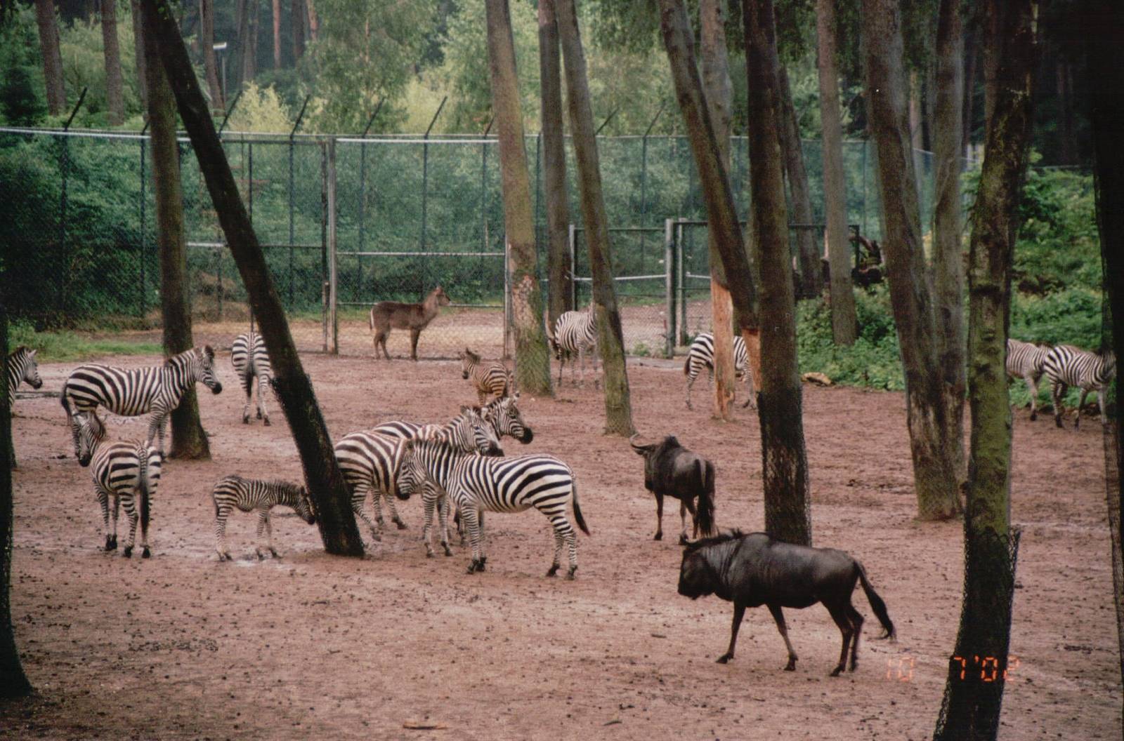 Burgers Zoo 2002 - Common Zebra, White-bearded Wildebeest and Common Waterb