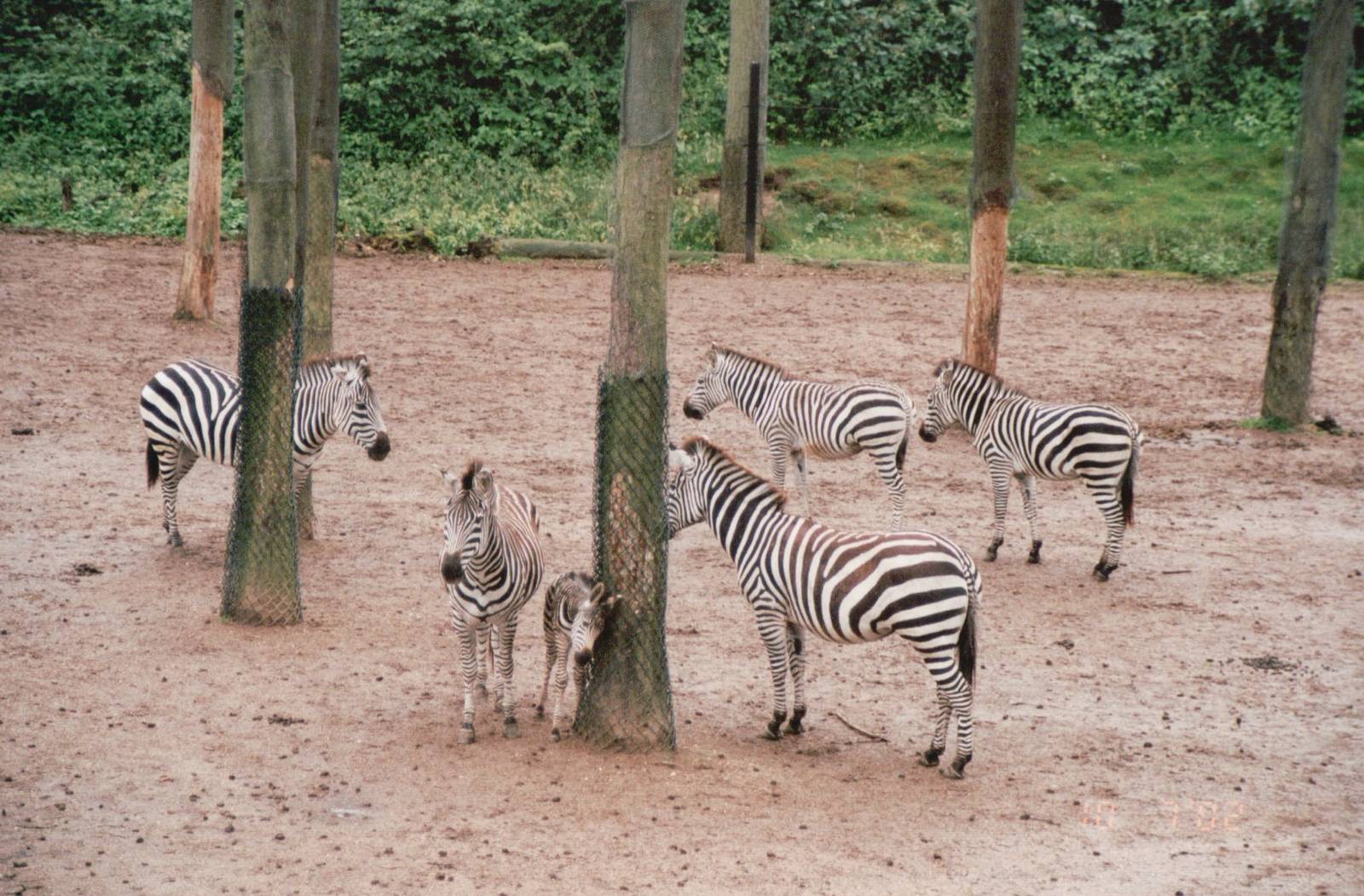 Burgers Zoo 2002 - Common Zebra