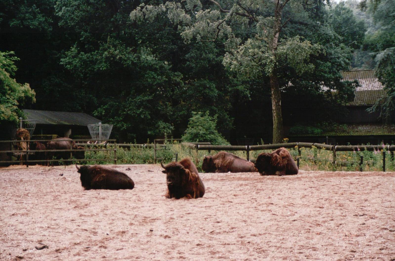Burgers Zoo 2002 - European Bison exhibit