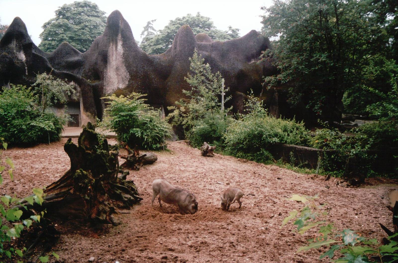 Burgers Zoo 2002 - Northern Wart Hog exhibit