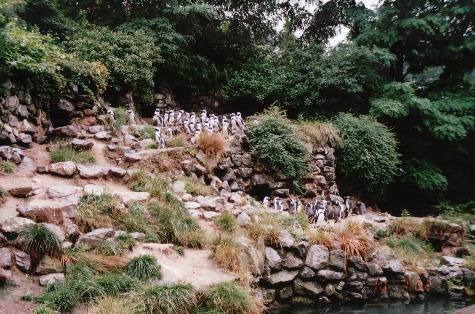 Burgers Zoo 2002 - Part of the large Jackass Penguin exhibit