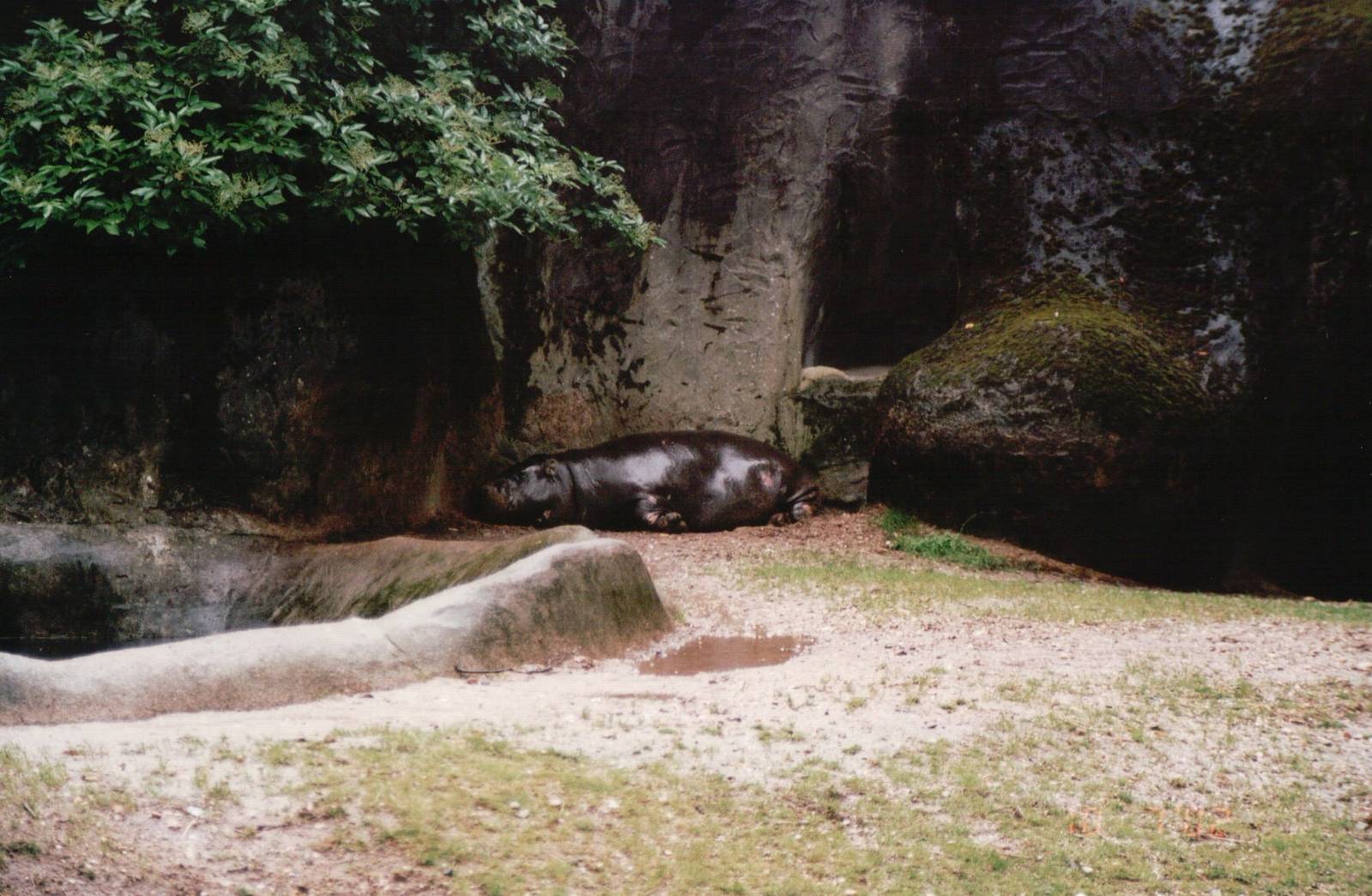 Burgers Zoo 2002 - Pigmy Hippopotamus