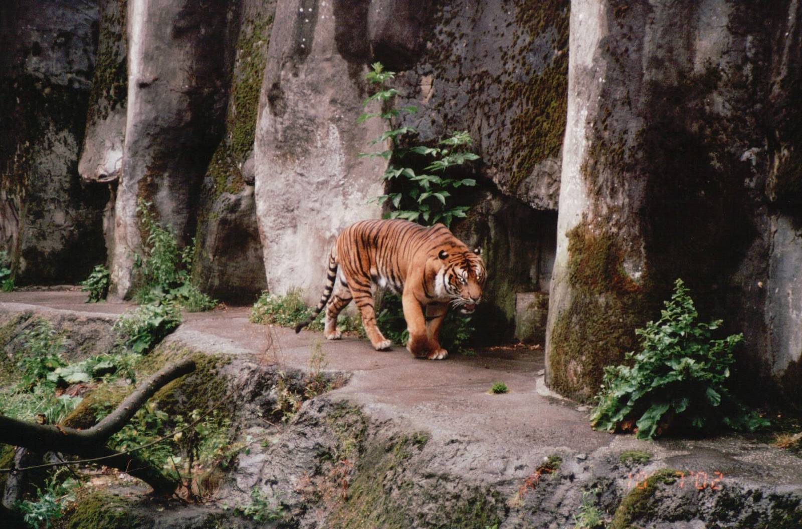 Burgers Zoo 2002 - Sumatran Tiger