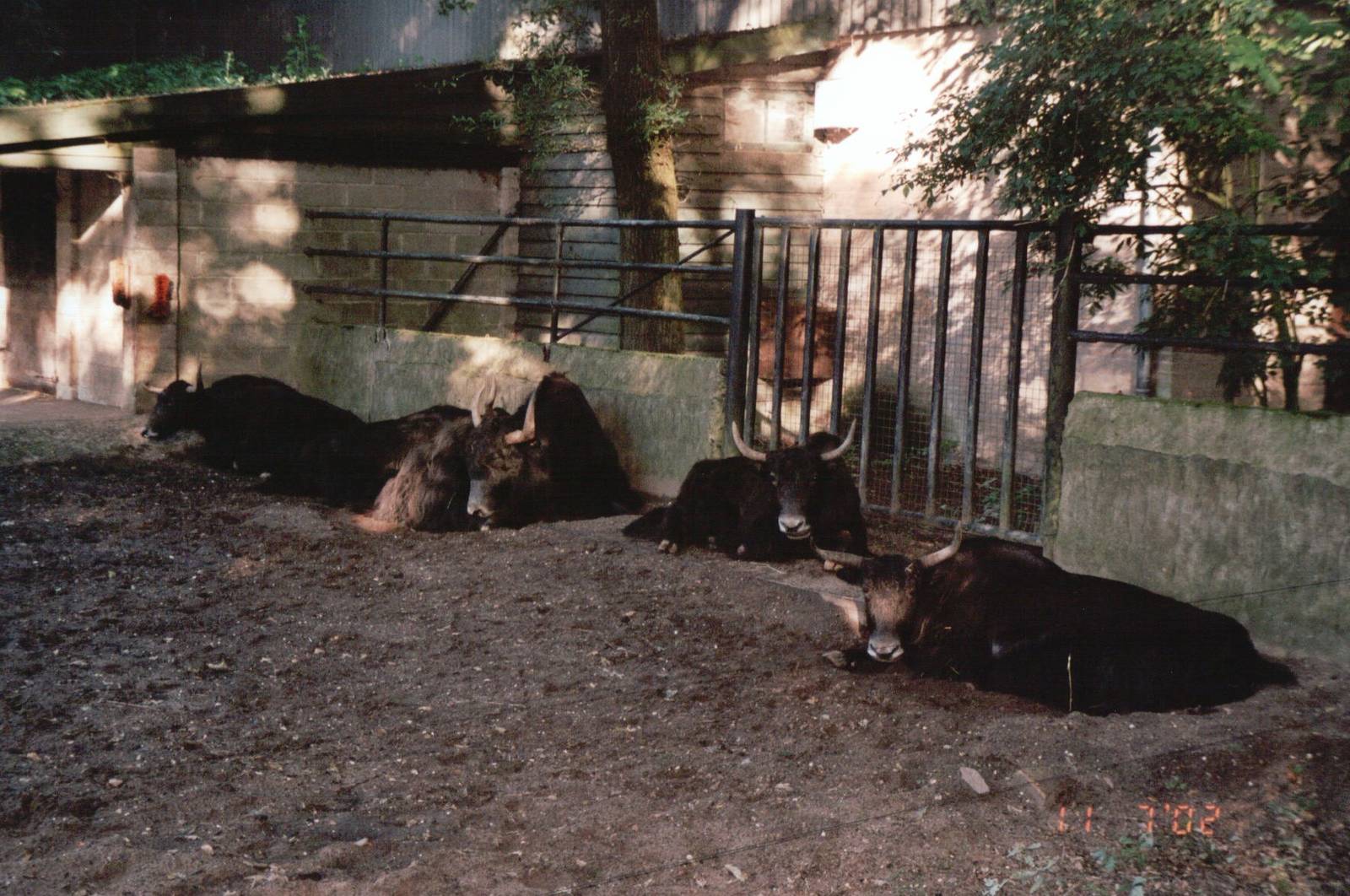 Burgers Zoo 2002 - Yak