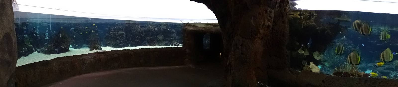 Burgers' Zoo 2015 - Ocean