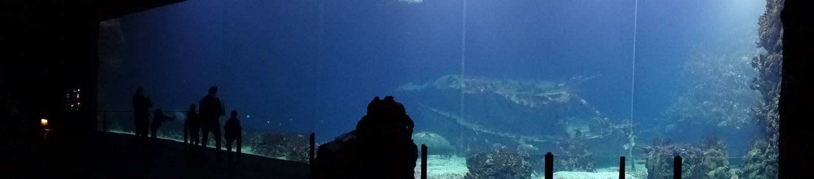 Burgers' Zoo 2015 - Ocean