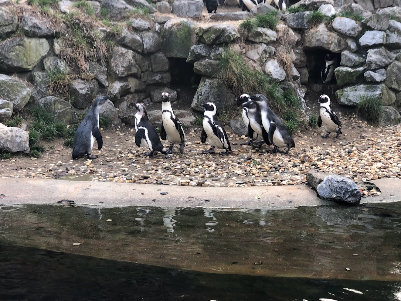 Burger's Zoo- African penguins- 2022