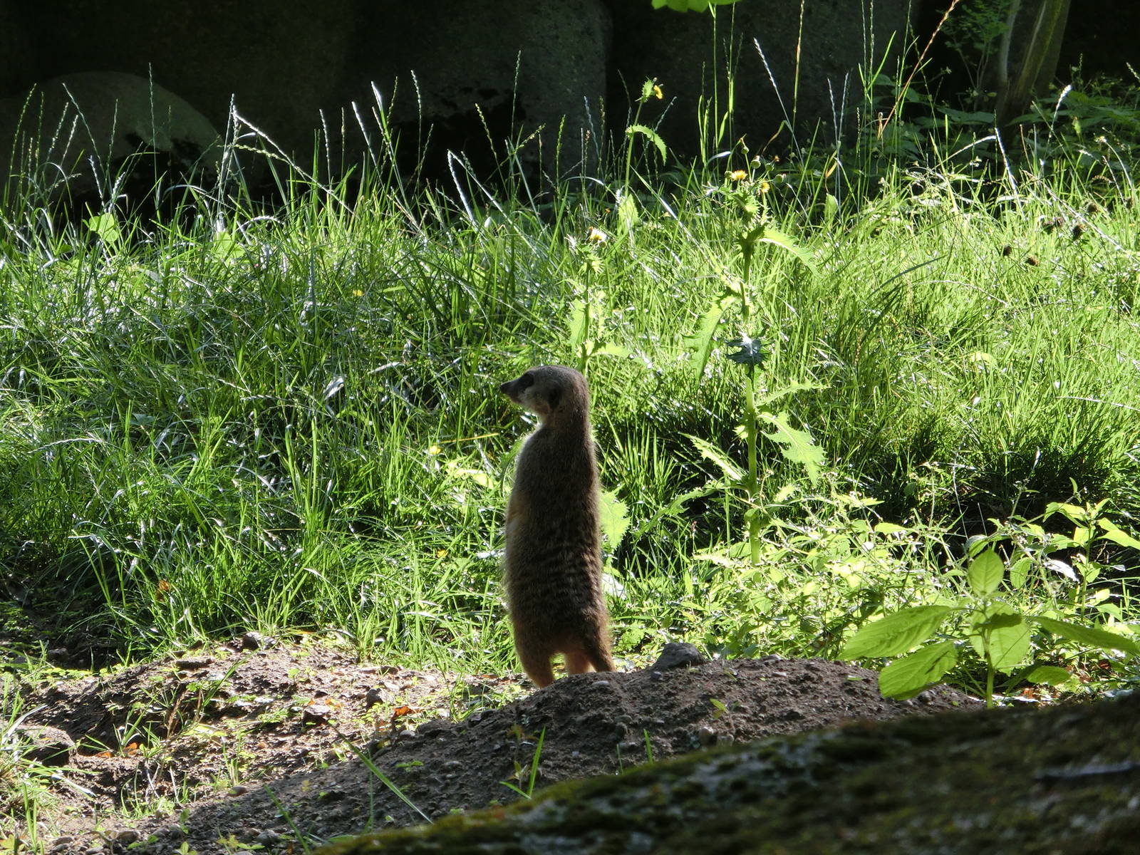Burgers' Zoo Arnhem (August 2013)