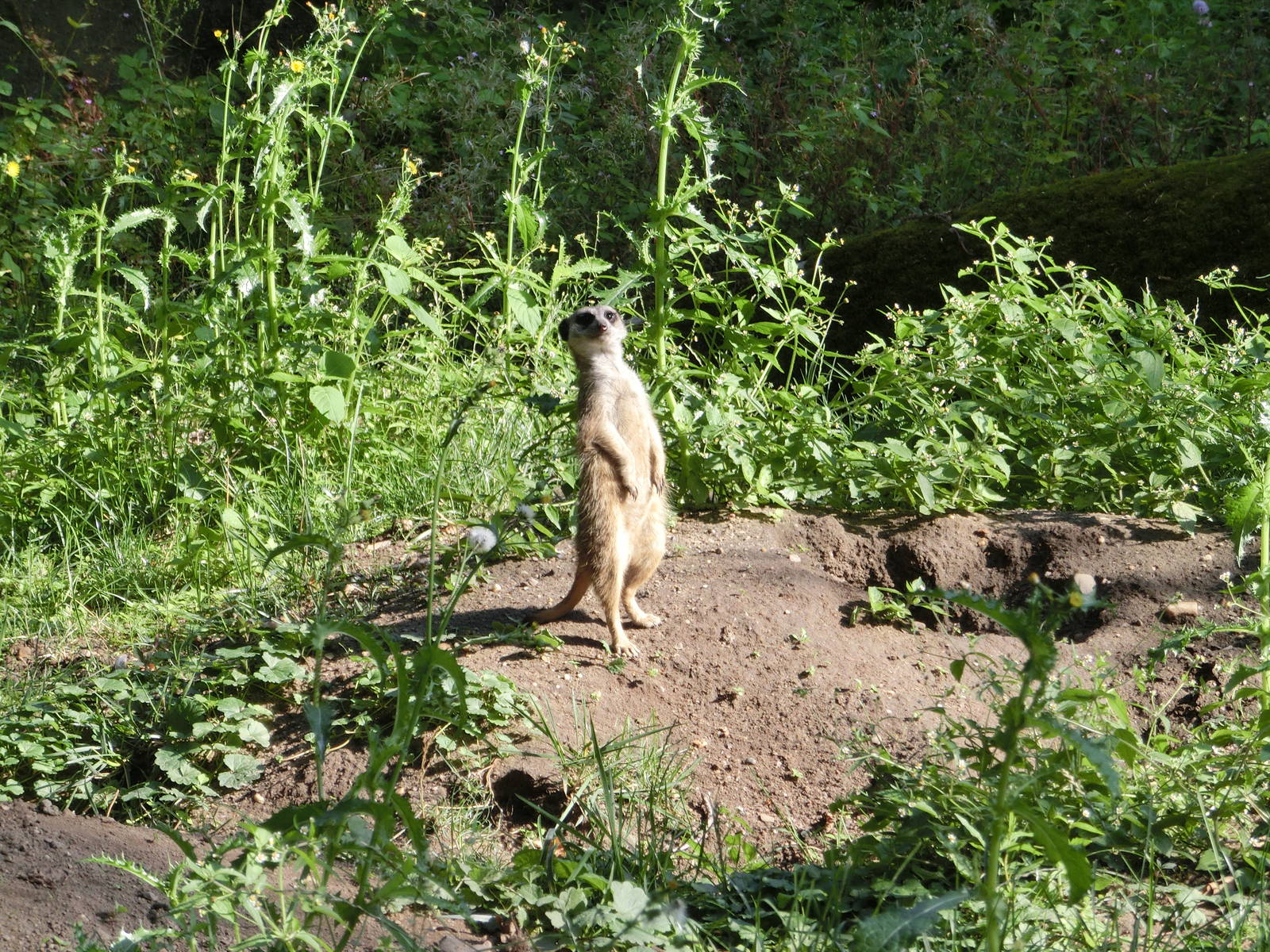 Burgers' Zoo Arnhem (August 2013)
