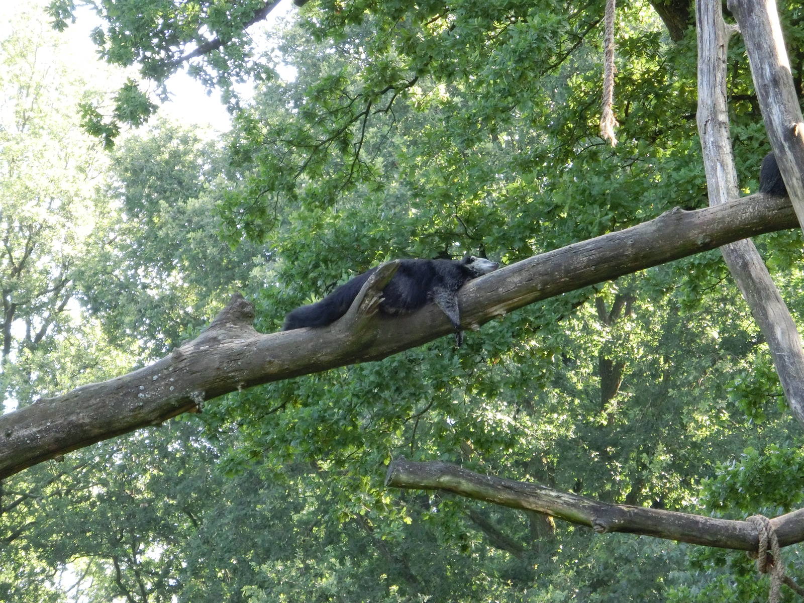 Burgers' Zoo Arnhem (August 2013)