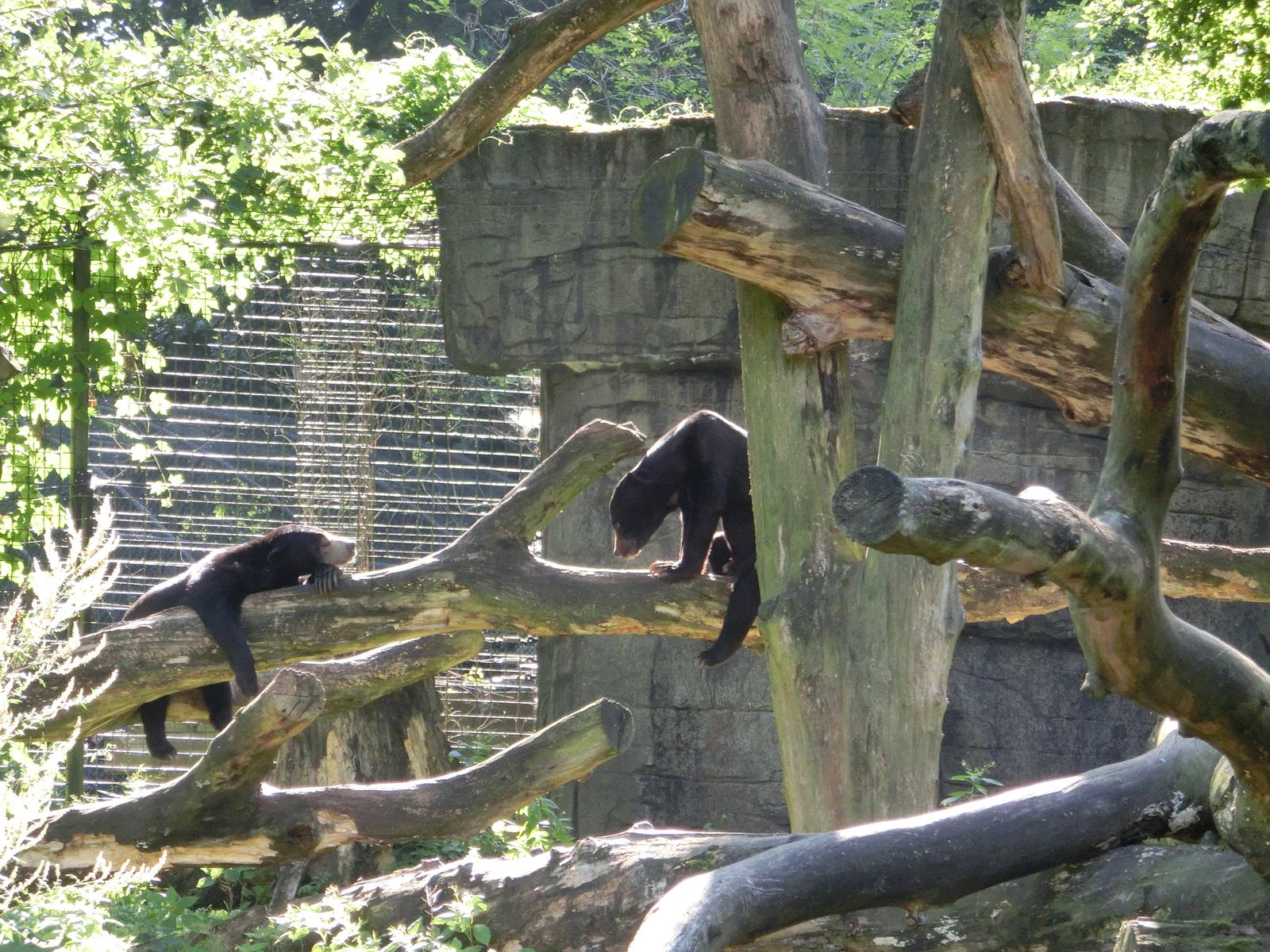 Burgers' Zoo Arnhem (August 2013)