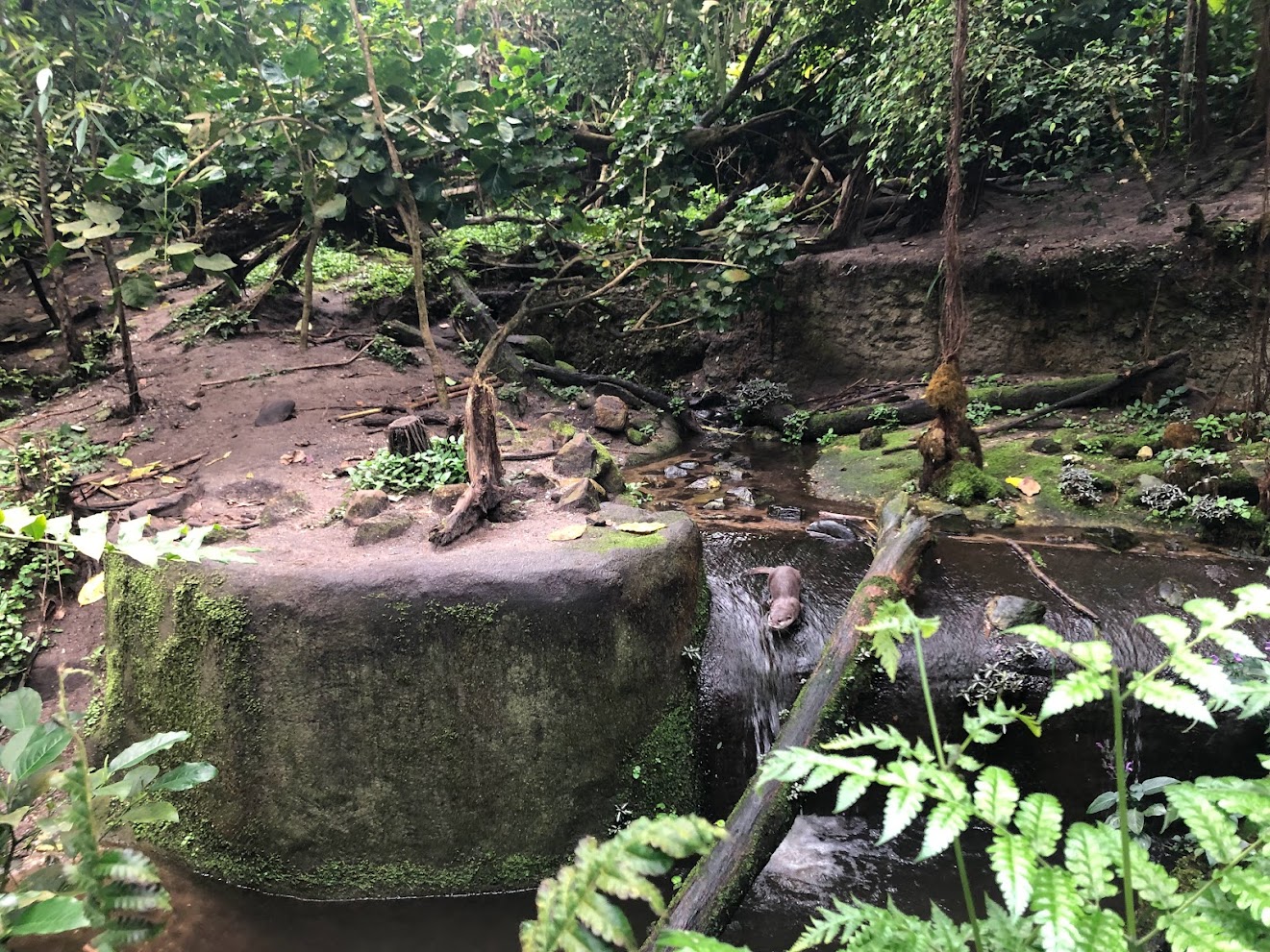 Burger's Zoo- Asian small-clawed otter exhibit- 2022