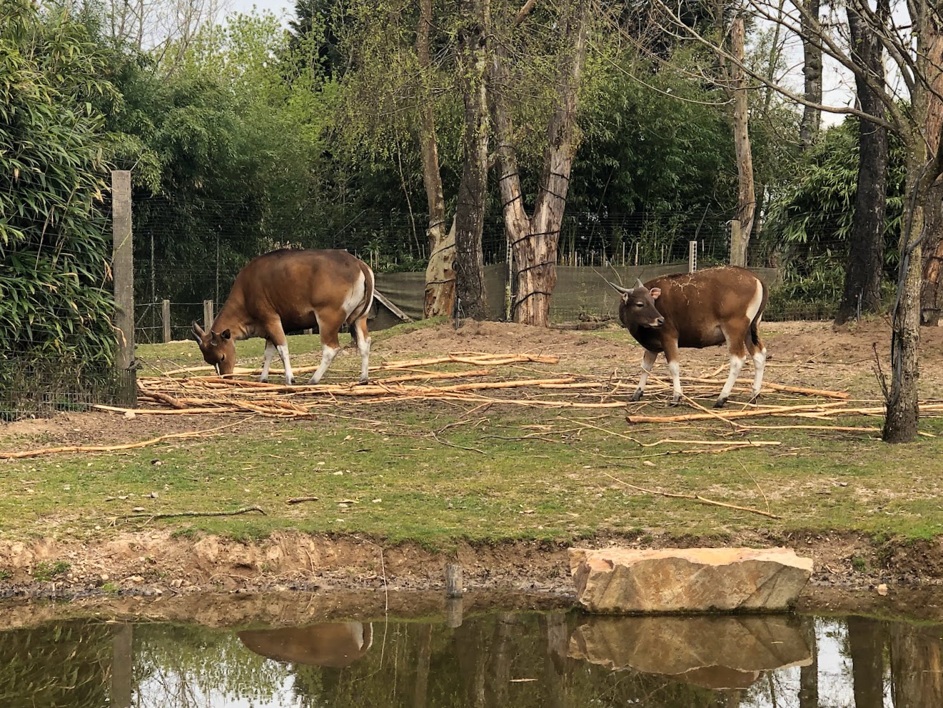 Burger's Zoo- bantengs- 2022