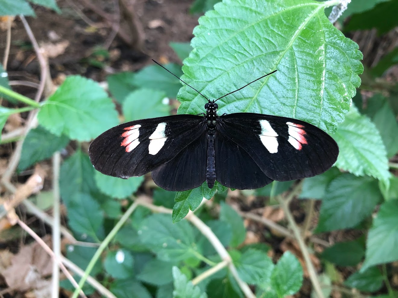 Burger's Zoo- butterfly- 2022