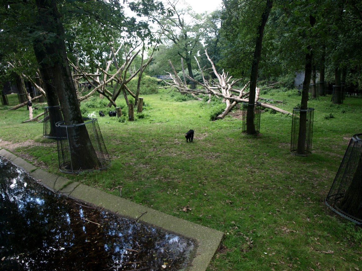 Burgers Zoo - Chimpanzee enclosure