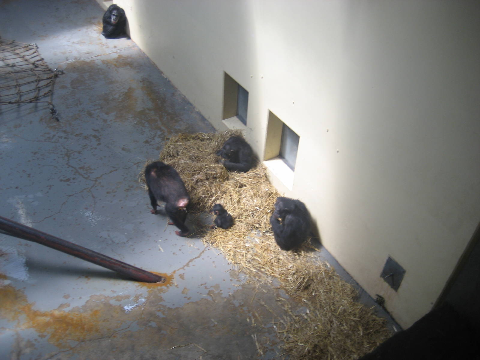 Burgers Zoo - Chimpanzees