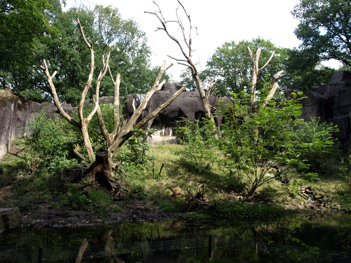 Burgers Zoo - Coati exhibit