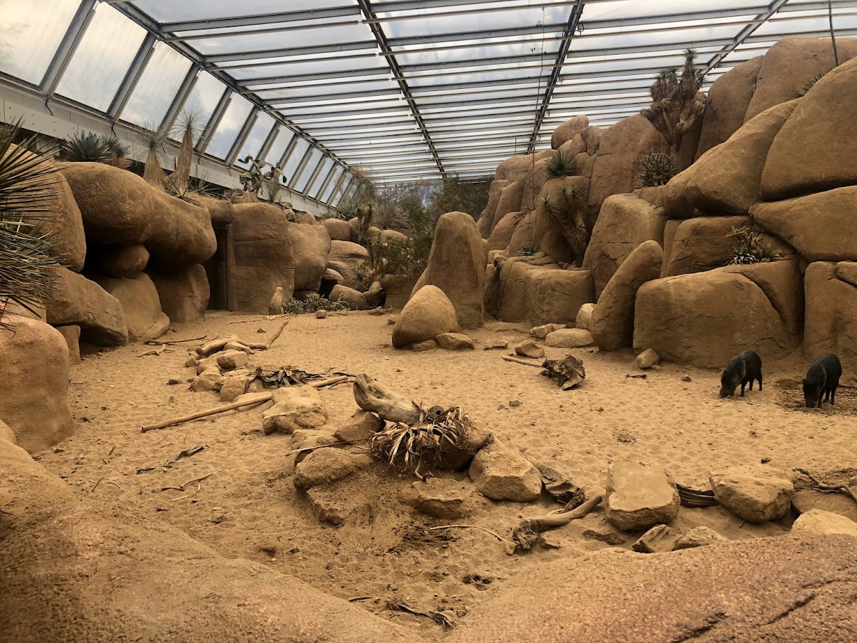 Burgers' Zoo- collared peccary enclosure in Burgers' Dessert- 2022