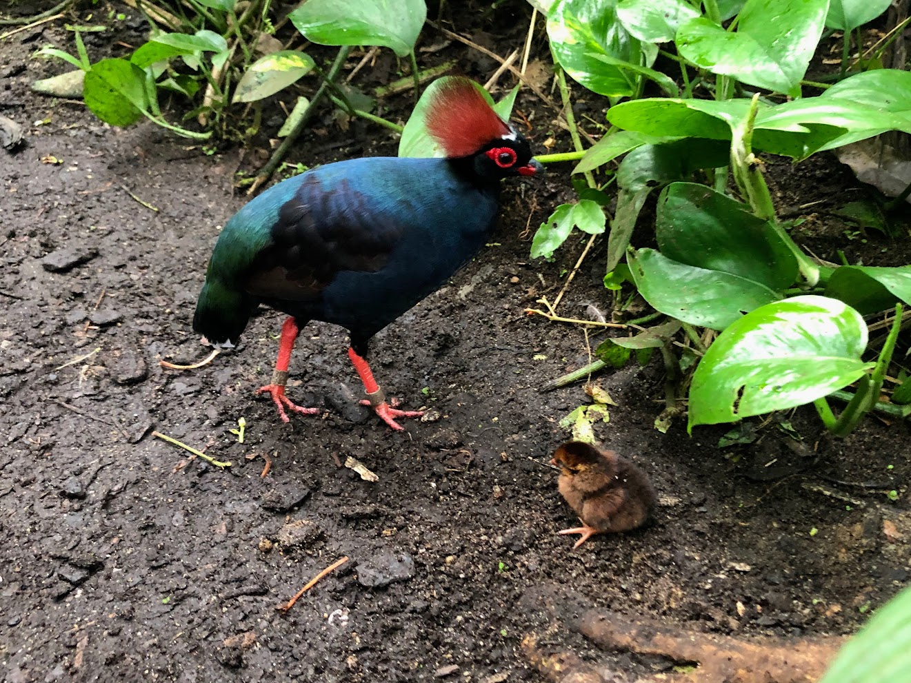 Burger's Zoo- crested wood partridge with chick- 2022