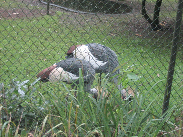 Burgers Zoo - Crowned cranes