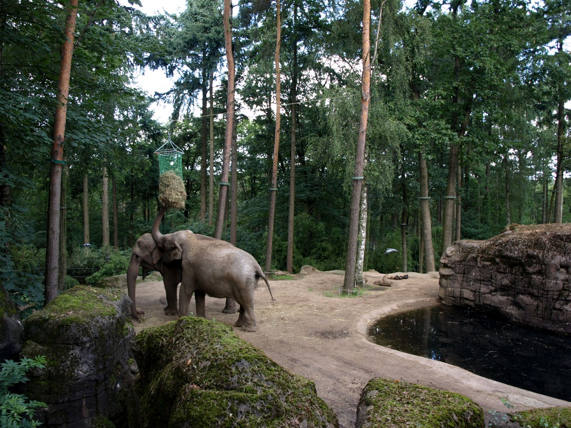 Burgers Zoo - Elephant exhibit