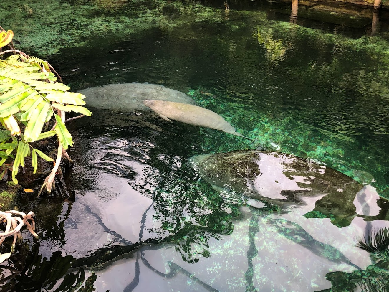 Burger's Zoo-family of manatee-2022