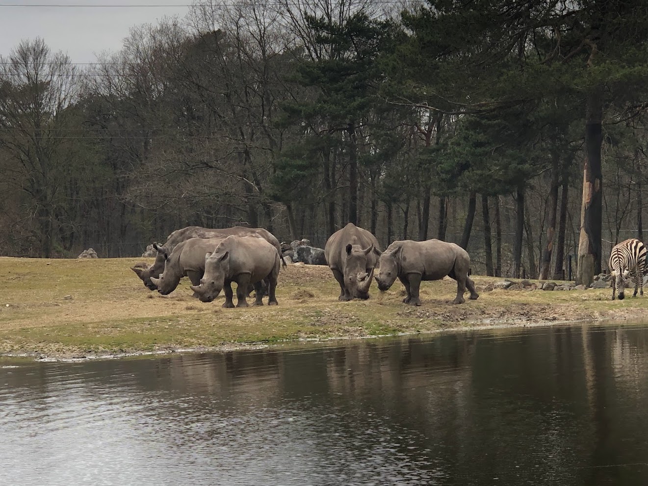 Burger's Zoo- family of rhino- 2022