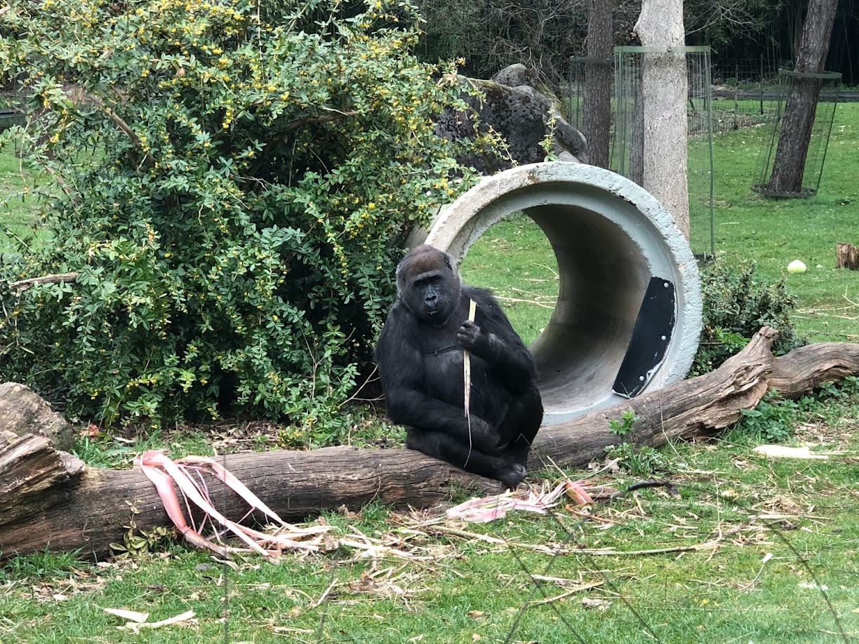 Burgers' Zoo- female lowland gorilla- 2022