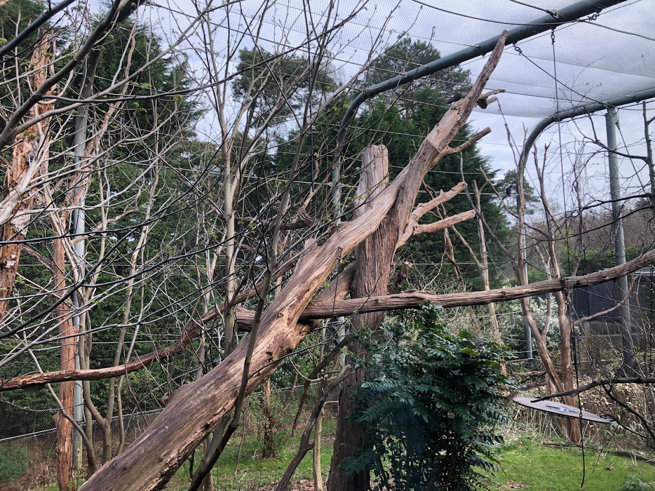 Burger's Zoo- gibbon aviary- 2022