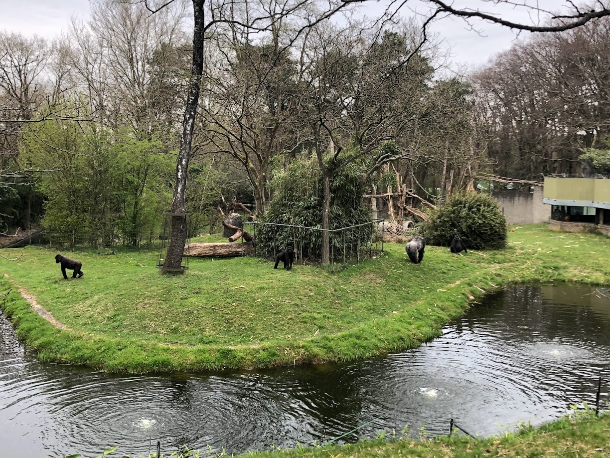 Burgers' Zoo- gorilla enclosure- 2022
